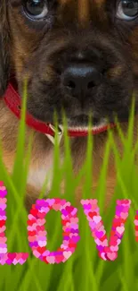 Cute puppy with 'Love' in heart shapes on green grass background.