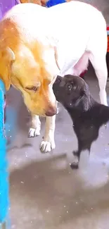 Cute dog and puppy sharing a tender moment.