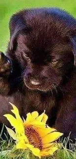 Brown puppy playing with sunflower on grassy background.