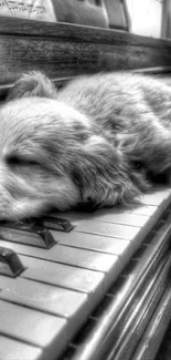 Adorable puppy sleeping on piano keys in black and white image.