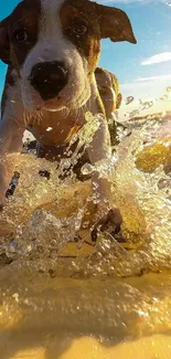 Puppy joyfully splashing through ocean water at sunset on the beach.