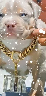 Cute puppy with a gold chain and snow effect