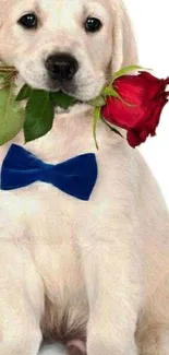 Adorable puppy with blue bowtie holding a red rose.