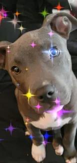 Adorable puppy with starry sparkle effects on a dark background.