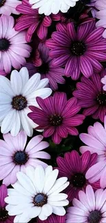 Vibrant purple and pink flowers wallpaper.