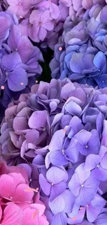 Mobile wallpaper with purple and pink hydrangeas.