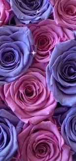 Purple and pink roses create a stunning phone wallpaper.