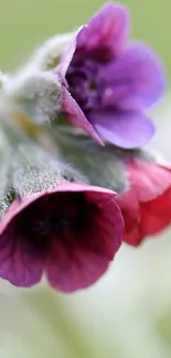 Close-up of purple and red flowers with a blurred background.