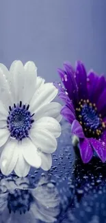 Elegant purple and white flowers reflecting on a glossy surface.