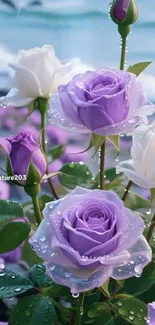 Purple and white roses with dewdrops, creating an elegant mobile wallpaper.