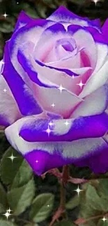 Beautiful purple and white rose on dark background.