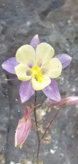 Purple and yellow flower on rocky background mobile wallpaper.