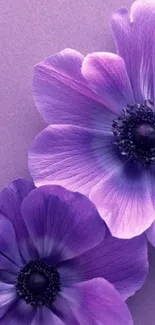 Purple anemone flowers wallpaper with vibrant hues.