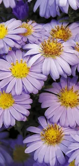 Vibrant purple aster flowers blooming beautifully.