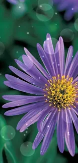 Vibrant purple aster flower on green background mobile wallpaper.