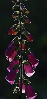 Purple bell flowers silhouette on dark background.