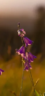 Purple bellflowers in a golden sunset glow wallpaper.