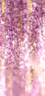 Beautiful purple flower wallpaper with cascading blooms and soft lighting.