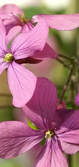 Close-up of vibrant purple flowers in bloom.