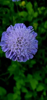 Mobile wallpaper with a purple flower on green foliage.