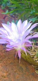 Stunning purple flower blooming on a rock with green foliage in the background.