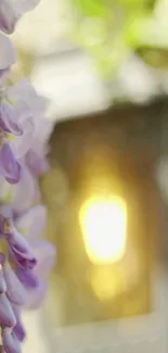 Soft focus purple flowers with warm background light.