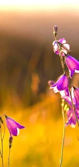 Mobile wallpaper with purple flowers illuminated by golden sunlight.