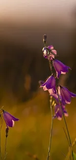 Purple flowers in golden sunset, elegant nature wallpaper.