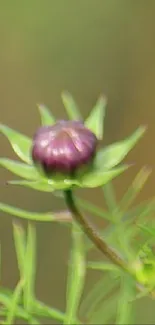 Blurred purple flower with green leaves on natural background.