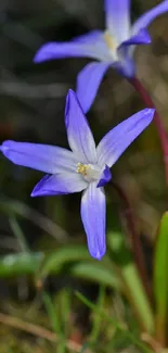 Close-up of vibrant purple flowers.