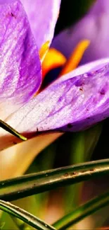 Close-up of a vibrant purple flower with visible petal texture.