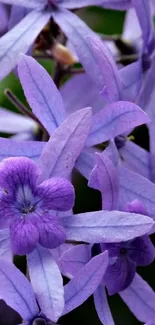 Closeup of purple flowers in bloom, showcasing nature's beauty.