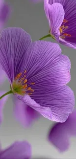 Closeup of purple flower with delicate petals on a mobile wallpaper.