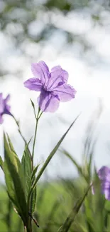 Vibrant purple flower in lush green landscape wallpaper.