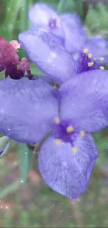 Close-up of purple flowers with green background.