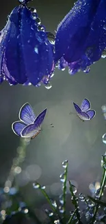 Purple butterflies and dewdrops on flowers wallpaper.