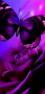 Purple butterfly on a rose wallpaper with vibrant hues.