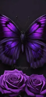 Purple butterfly and roses on dark background.