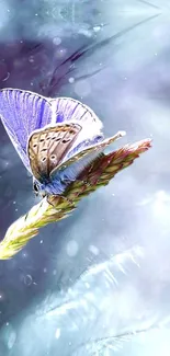 Purple butterfly resting on a wheat stalk against a soft sky blue background.