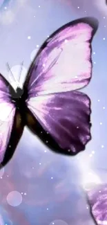 Purple butterflies with soft blue sky background.