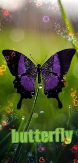 Purple butterfly perched on green grass with sunlit background.