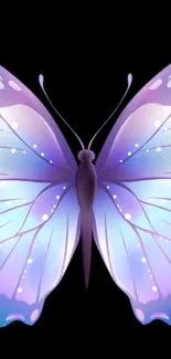 Purple butterfly on a black background, elegant mobile wallpaper.