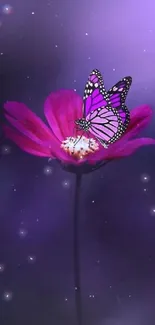 A vibrant purple butterfly on a pink flower with a dark purple background.