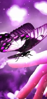 Purple butterfly resting on a finger with a floral backdrop.