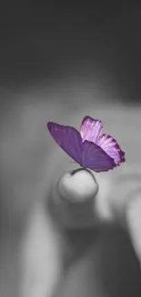 Purple butterfly rests on a finger against a monochrome background.