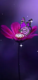 Purple butterfly perched on a pink flower against a dark purple background.