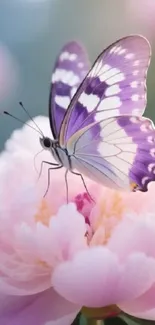 Purple butterfly on a pink flower in close-up view.