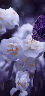 Purple butterfly resting on white flowers in soft focus.