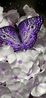 Vibrant purple butterfly on white flowers wallpaper.