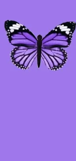 Purple butterfly wallpaper for mobile screens, elegant and vibrant design.